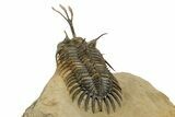 Spiny Trident Walliserops Trilobite - Foum Zguid, Morocco #344454-4